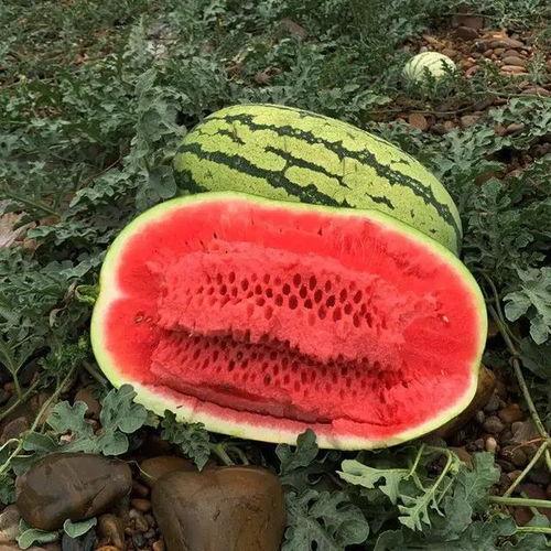 免费吃瓜是什么感觉,揭秘瓜界自由食客的心声 第3张 免费吃瓜是什么感觉,揭秘瓜界自由食客的心声 第3张